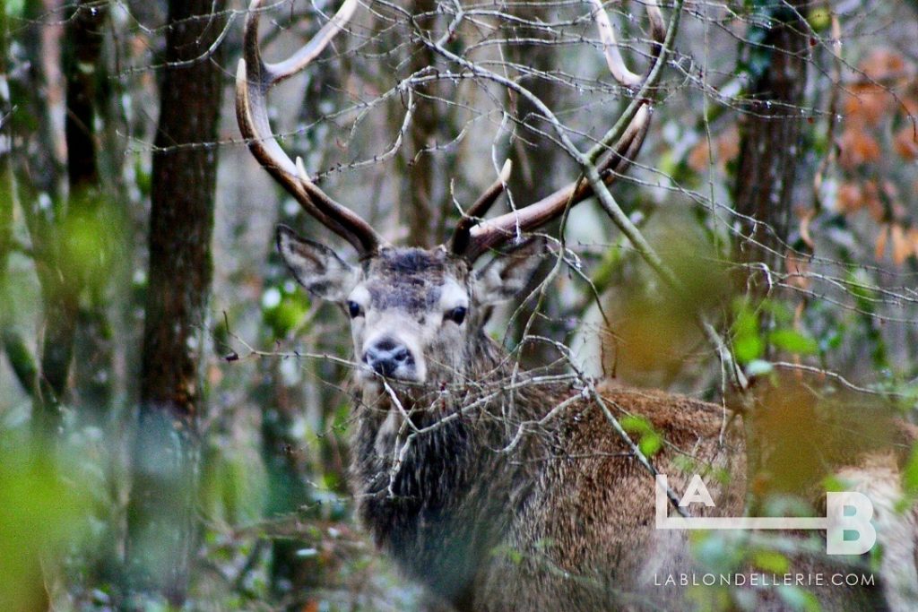 cerf de Sologne dans le domaine de Chambord