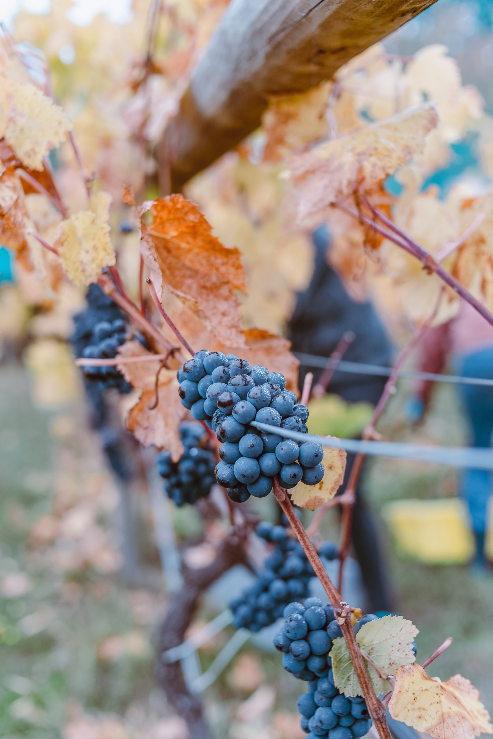 Grappe de raisin, vignoble de Cheverny