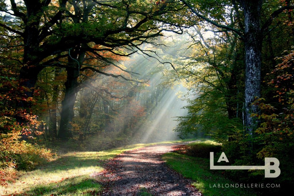 forêt de Sologne dans le domaine de la Blondellerie